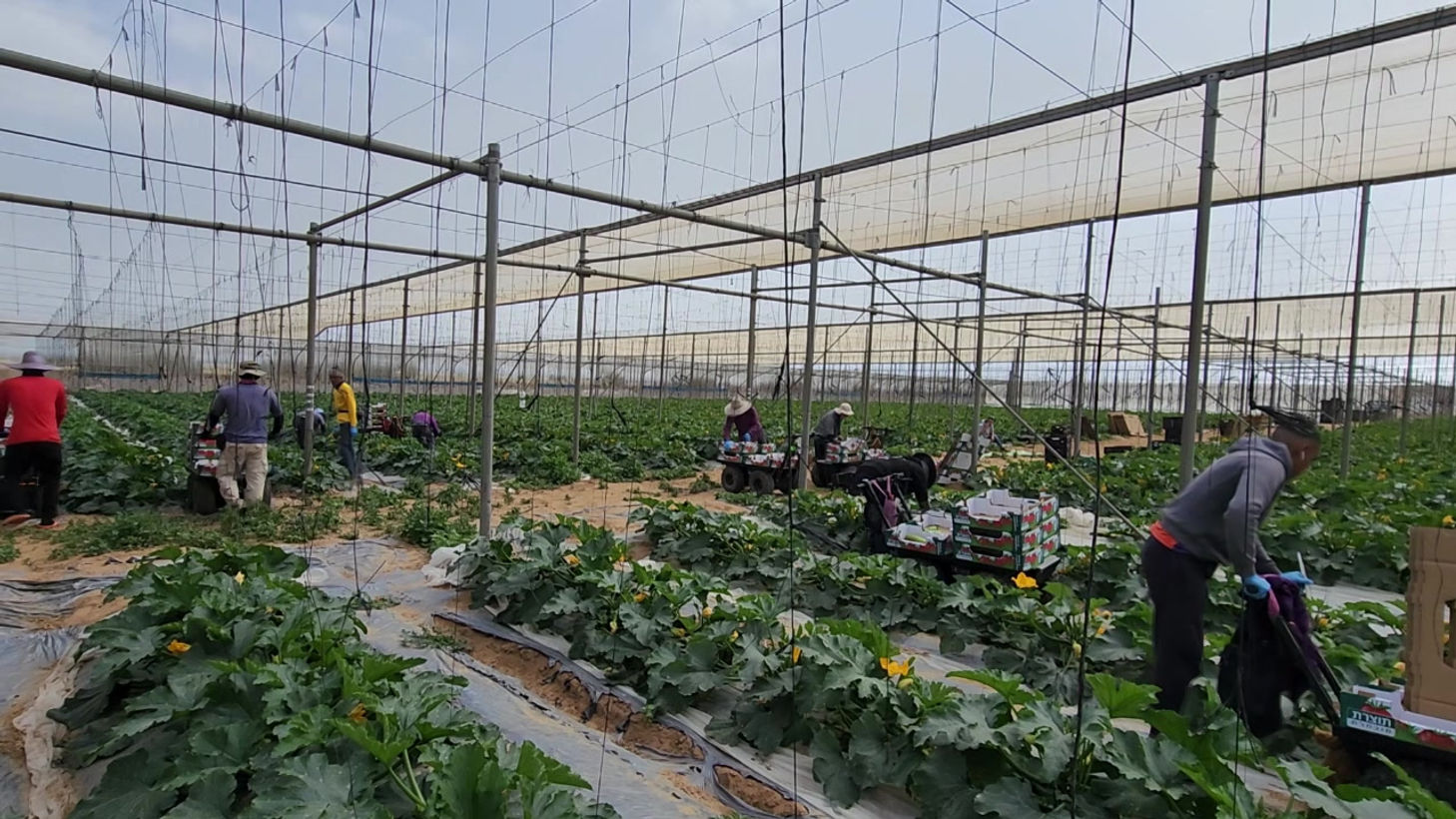 2. Squash Harvesting